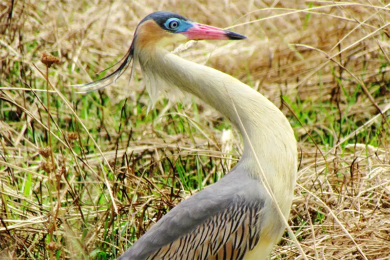 AVES
